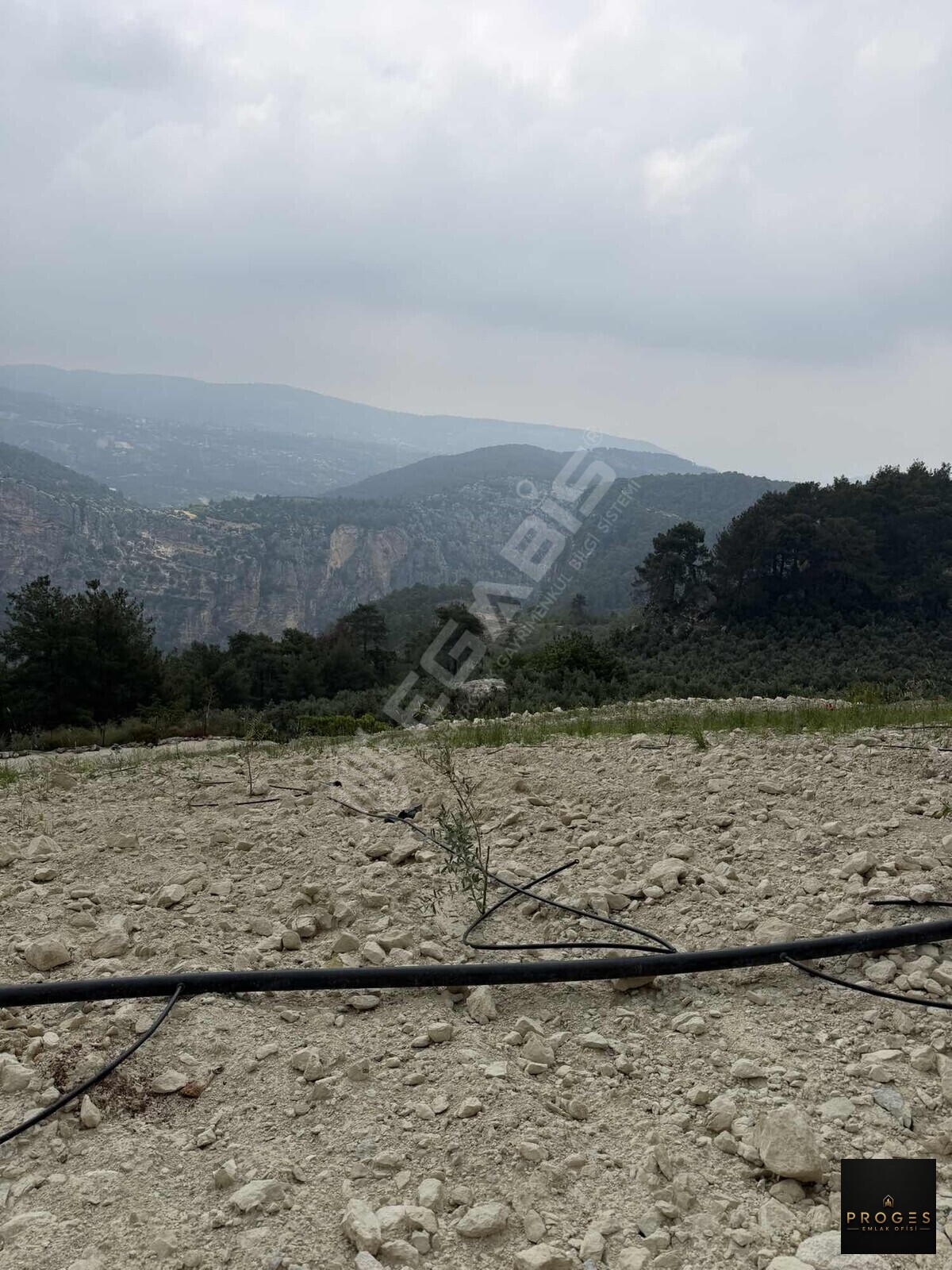 PROGESTEN KARAYAKUPTA 3 DÖNÜM ZEYTİNLİK - 17