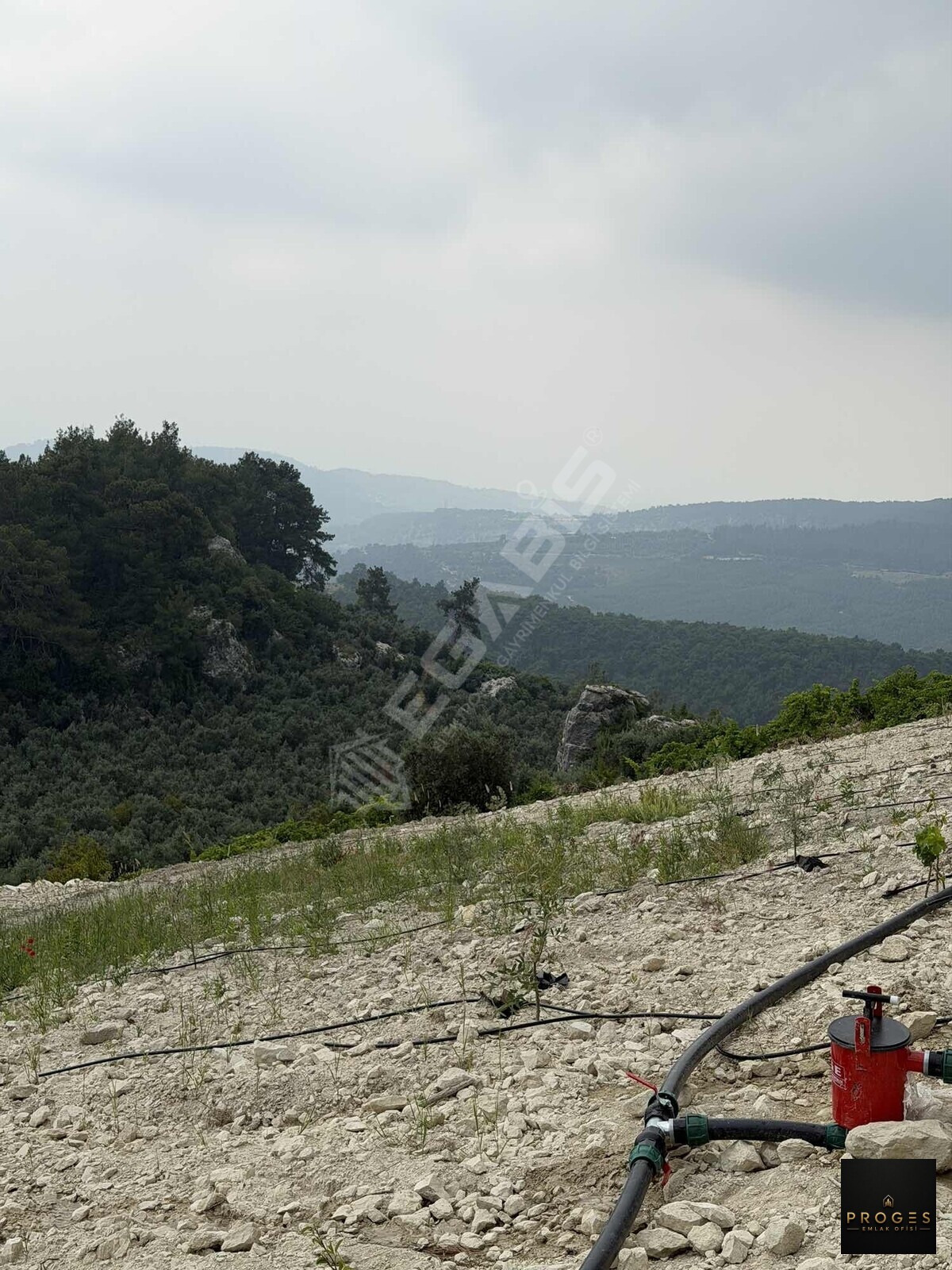 PROGESTEN KARAYAKUPTA 3 DÖNÜM ZEYTİNLİK - 4