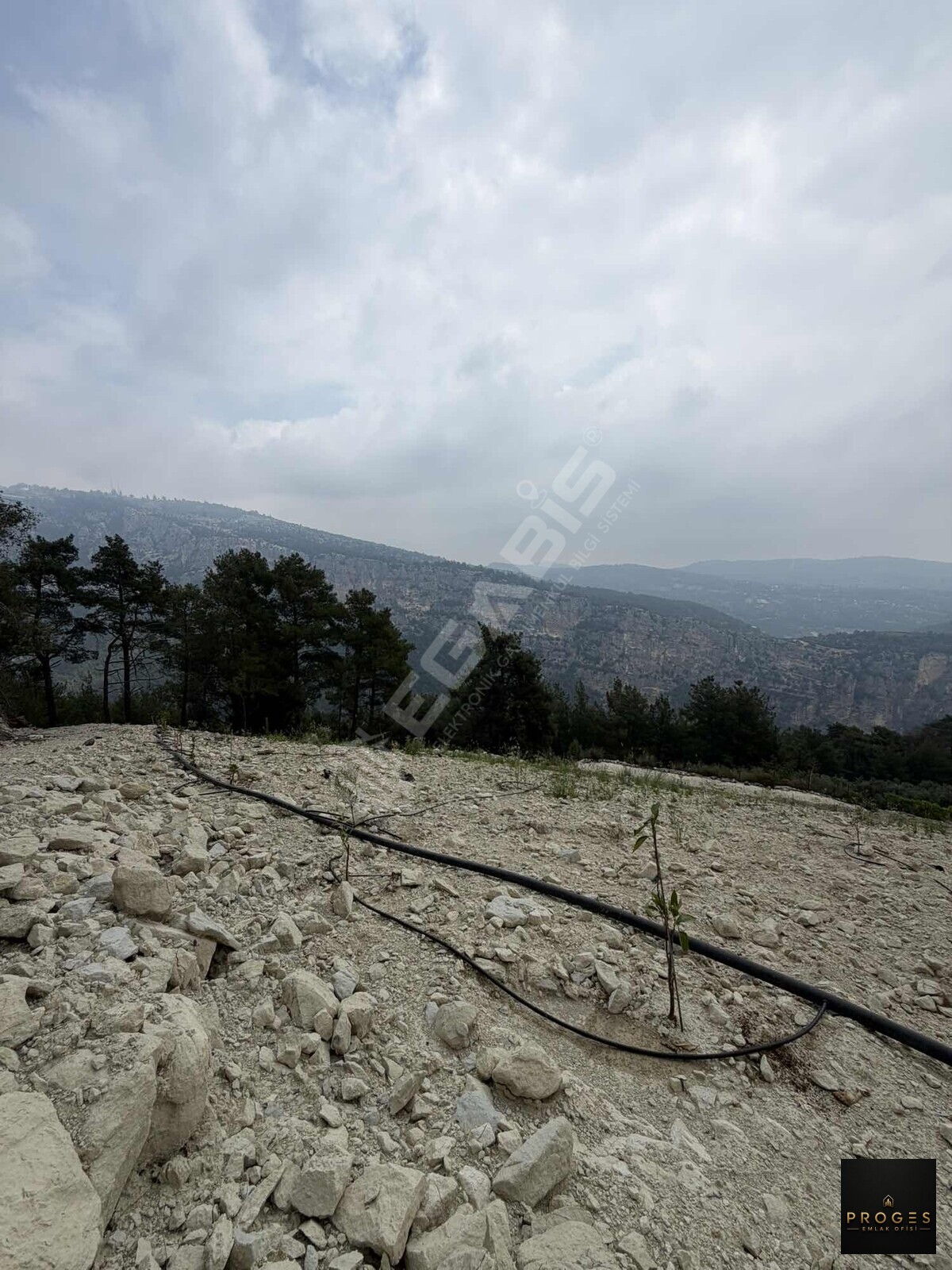 PROGESTEN KARAYAKUPTA 3 DÖNÜM ZEYTİNLİK - 14