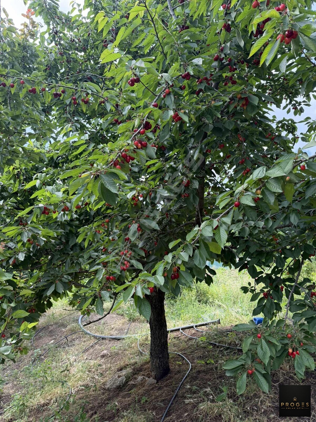 HACIALANI YAYLASINDA 16 DÖNÜM BAHÇESİ TAKASA AÇIK BAHÇE - 17
