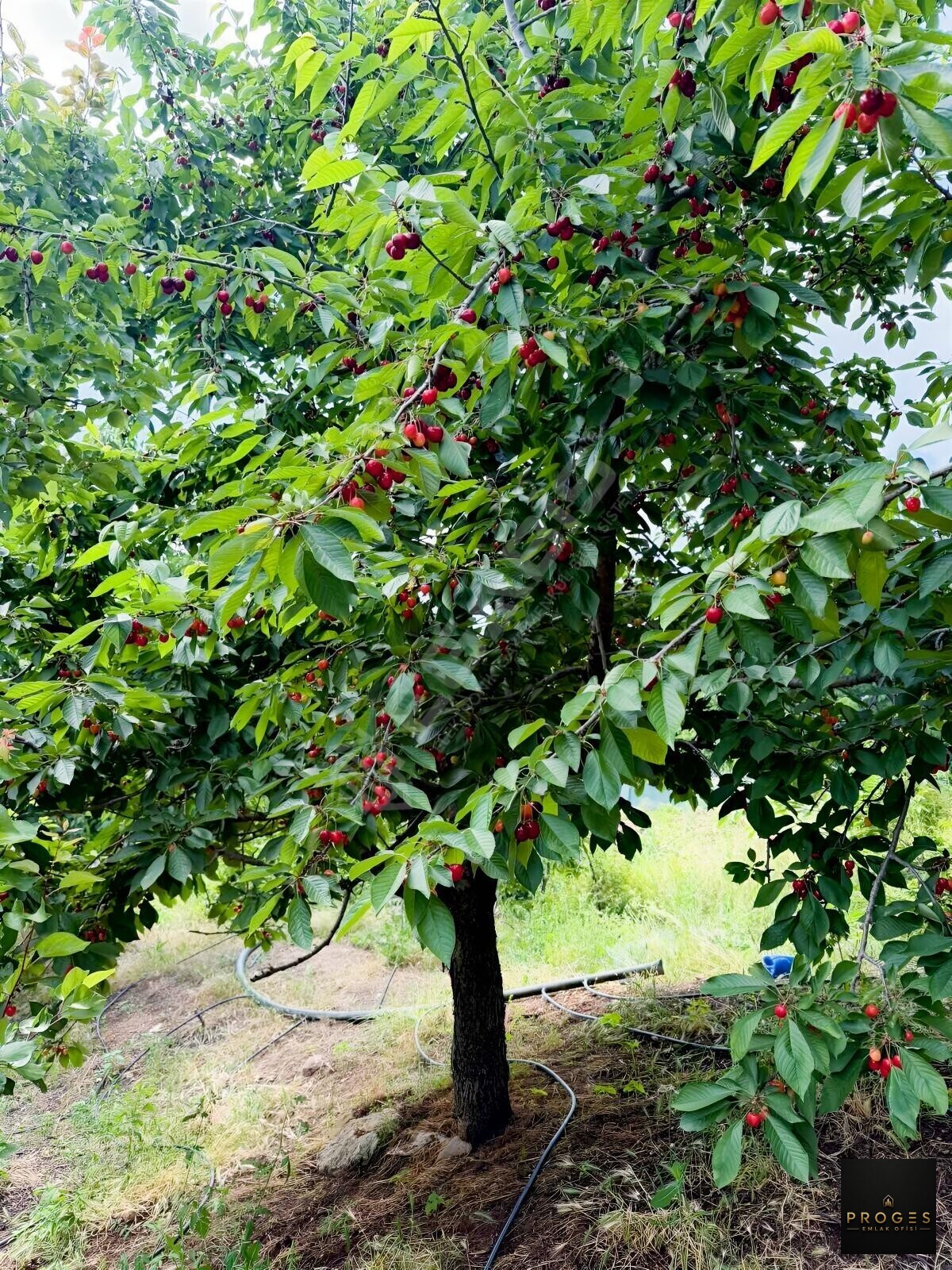 HACIALANI YAYLASINDA 520 M2 MÜSTAKİL GÖLET MANZARALI PARSEL - 22