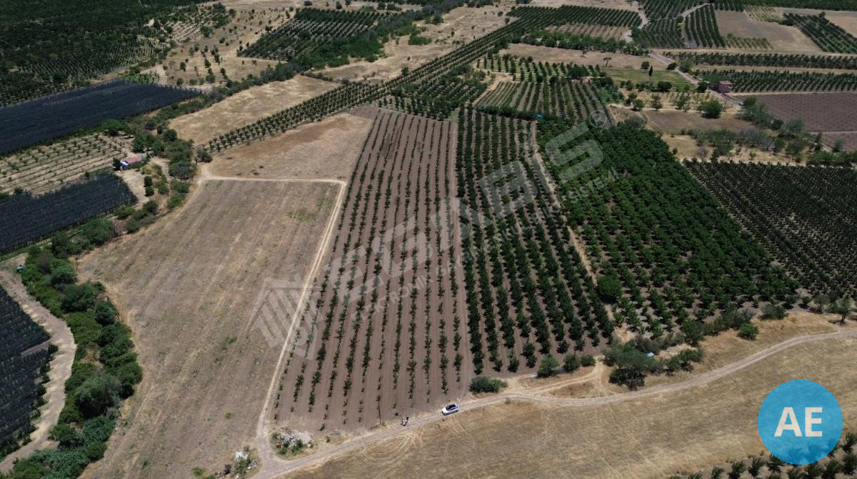 ISPARTA EĞİRDİR BARLADA SATILIK KAYISI BAHÇESİ - 7