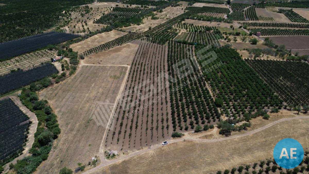 ISPARTA EĞİRDİR BARLADA SATILIK KAYISI BAHÇESİ - 8