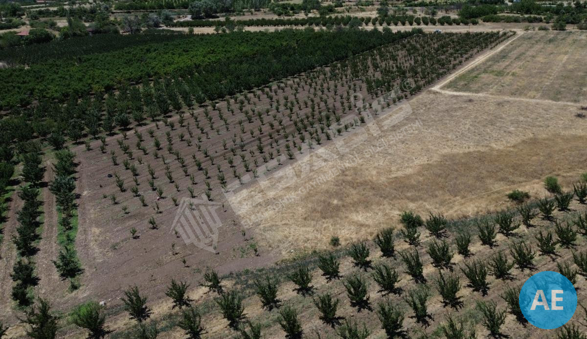 ISPARTA EĞİRDİR BARLADA SATILIK KAYISI BAHÇESİ - 9