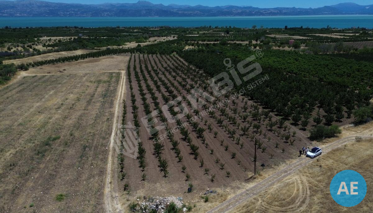 ISPARTA EĞİRDİR BARLADA SATILIK KAYISI BAHÇESİ - 6