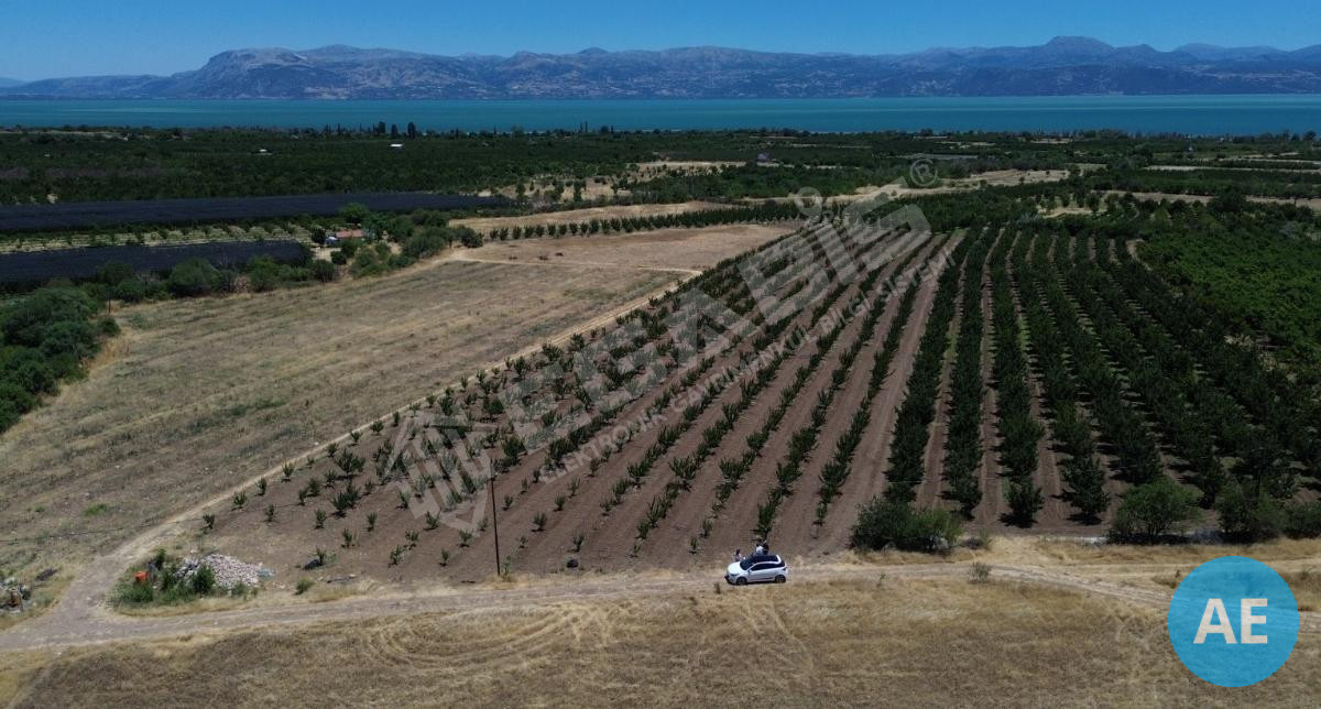 ISPARTA EĞİRDİR BARLADA SATILIK KAYISI BAHÇESİ - 4