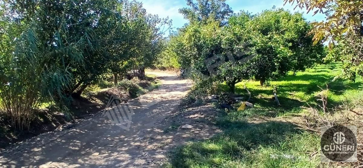 AYDIN NAZİLLİ İSABEYLİ MAHALLESİNDE SATILIK HOBİ BAHÇESİ - 17