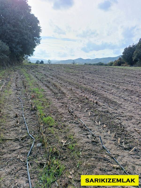 Ezine Bahçeli Köyü`daTarla. - 2