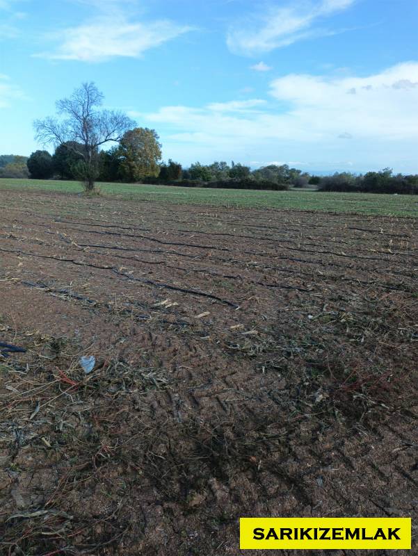 Ezine Bahçeli Köyü`daTarla. - 4