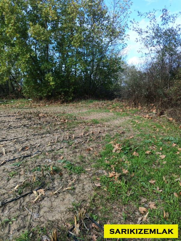 Ezine Bahçeli Köyü`daTarla. - 9