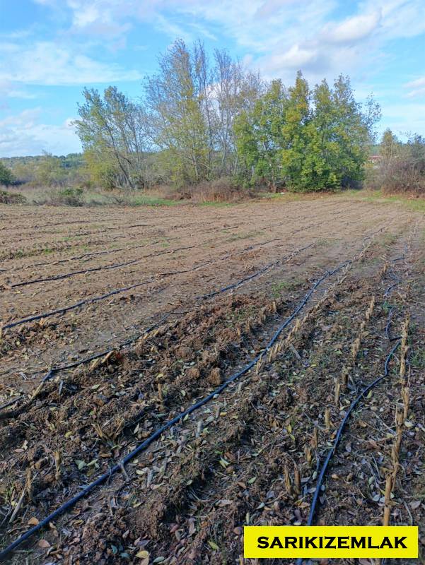 Ezine Bahçeli Köyü`daTarla. - 11