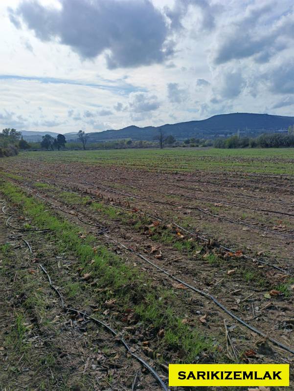 Ezine Bahçeli Köyü`daTarla. - 10