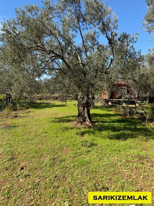 Edremit Kızılkeçili Mah`daBağ & Bahçe. - 3