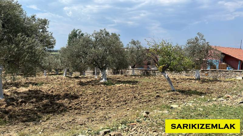 Gömeç Karaağaç Mah`daZeytinlik.