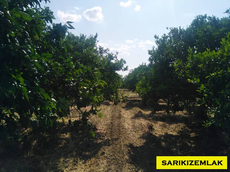 Havran Tekke Mah`daBağ & Bahçe. - 5