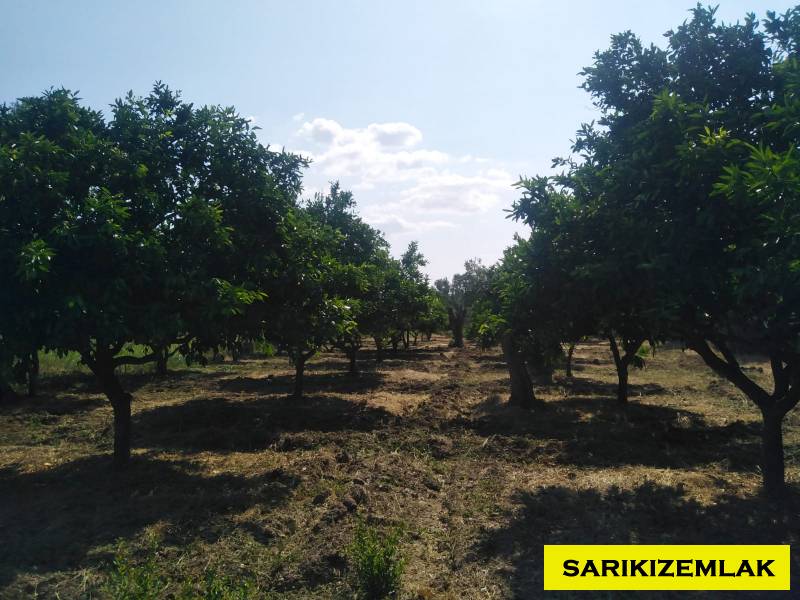 Havran Tekke Mah`daBağ & Bahçe. - 2