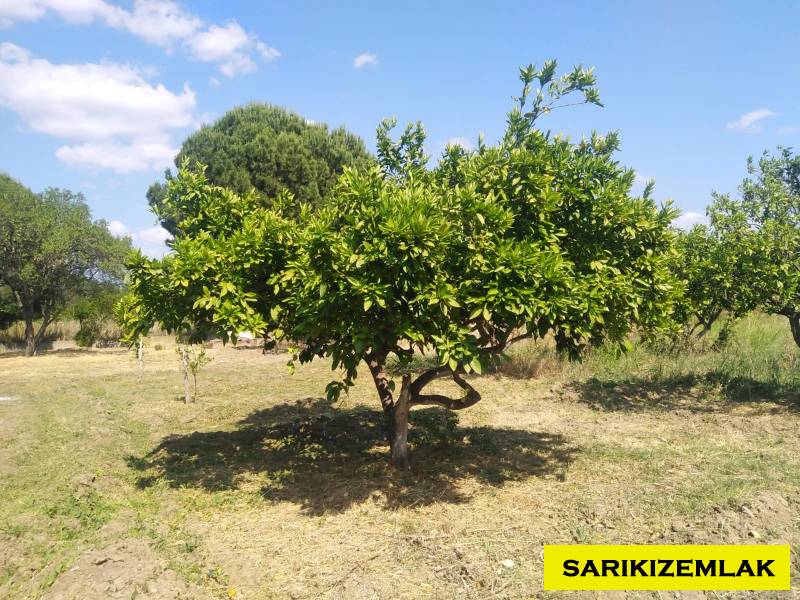 Havran Tekke Mah`daBağ & Bahçe. - 16