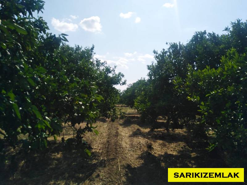 Havran Tekke Mah`daBağ & Bahçe. - 21