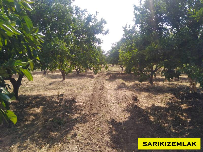 Havran Tekke Mah`daBağ & Bahçe. - 26