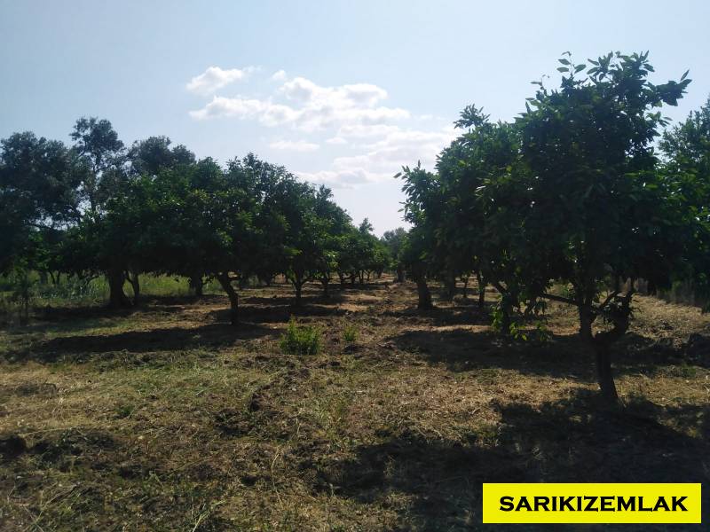 Havran Tekke Mah`daBağ & Bahçe. - 30