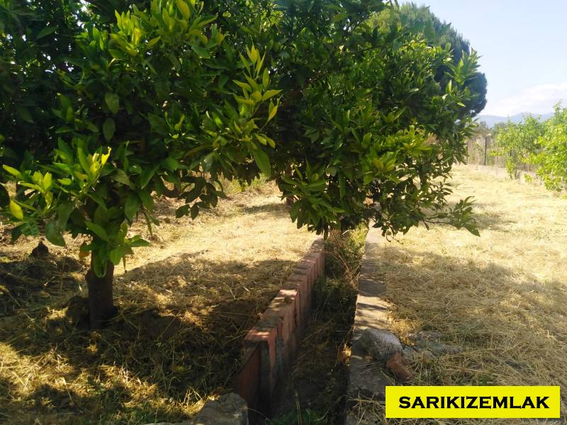 Havran Tekke Mah`daBağ & Bahçe. - 31