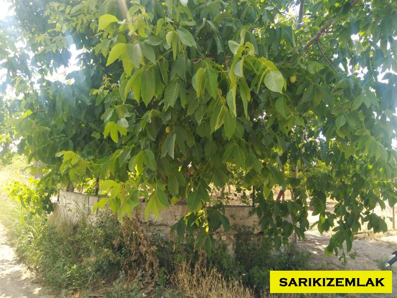 Havran Tekke Mah`daBağ & Bahçe. - 33