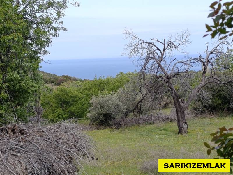 Ezine Tavaklı Köyü`daTarla. - 7