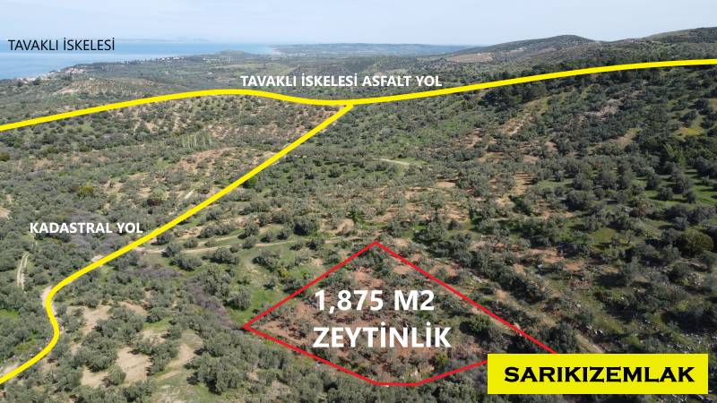 Ezine Tavaklı İskelesi Mah (Tavaklı Köyü)`daZeytinlik.