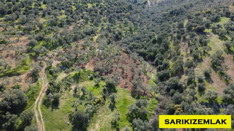 Ezine Tavaklı İskelesi Mah (Tavaklı Köyü)`daZeytinlik. - 2