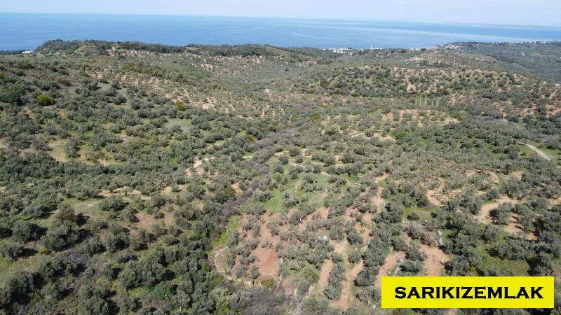 Ezine Tavaklı İskelesi Mah (Tavaklı Köyü)`daZeytinlik. - 3