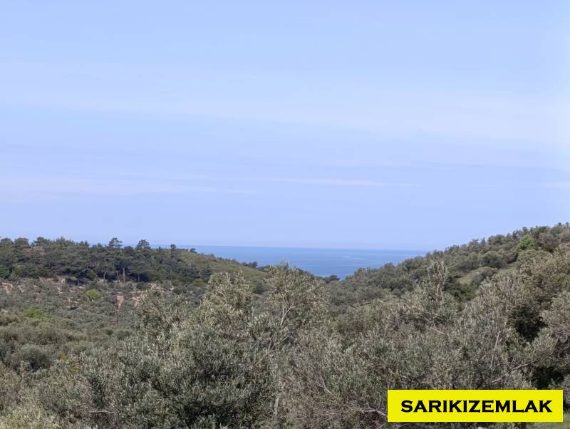 Ezine Tavaklı İskelesi Mah (Tavaklı Köyü)`daZeytinlik. - 4