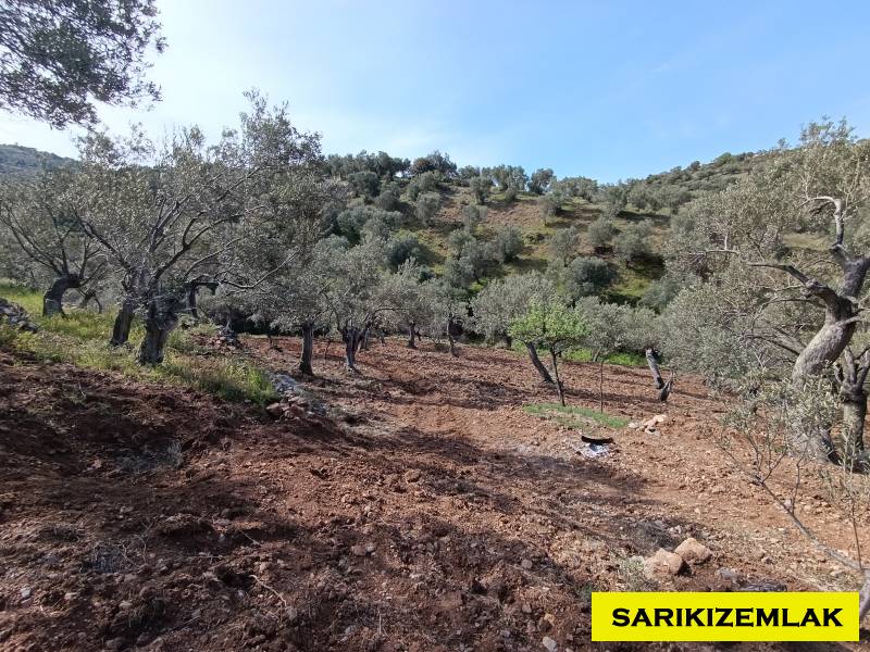 Ezine Tavaklı İskelesi Mah (Tavaklı Köyü)`daZeytinlik. - 5