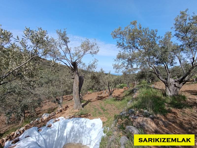 Ezine Tavaklı İskelesi Mah (Tavaklı Köyü)`daZeytinlik. - 6