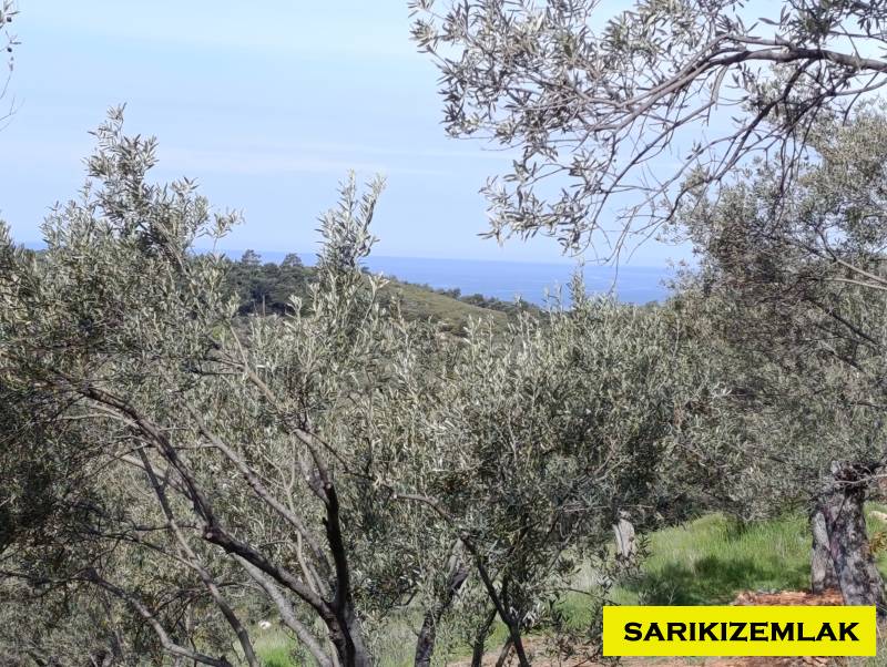 Ezine Tavaklı İskelesi Mah (Tavaklı Köyü)`daZeytinlik. - 7