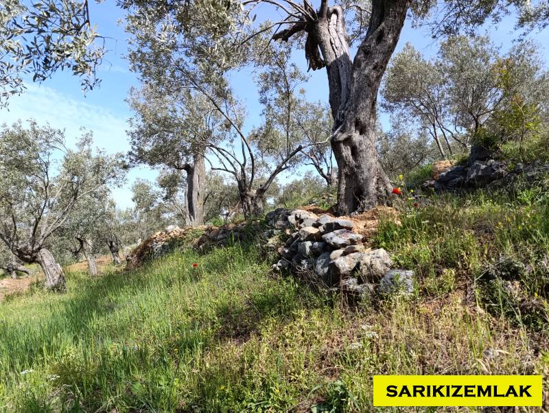 Ezine Tavaklı İskelesi Mah (Tavaklı Köyü)`daZeytinlik. - 8