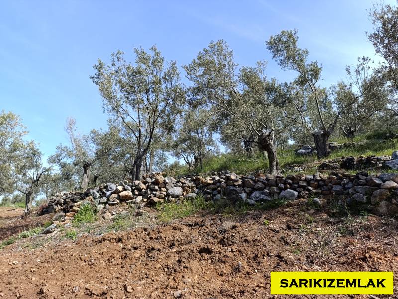 Ezine Tavaklı İskelesi Mah (Tavaklı Köyü)`daZeytinlik. - 9