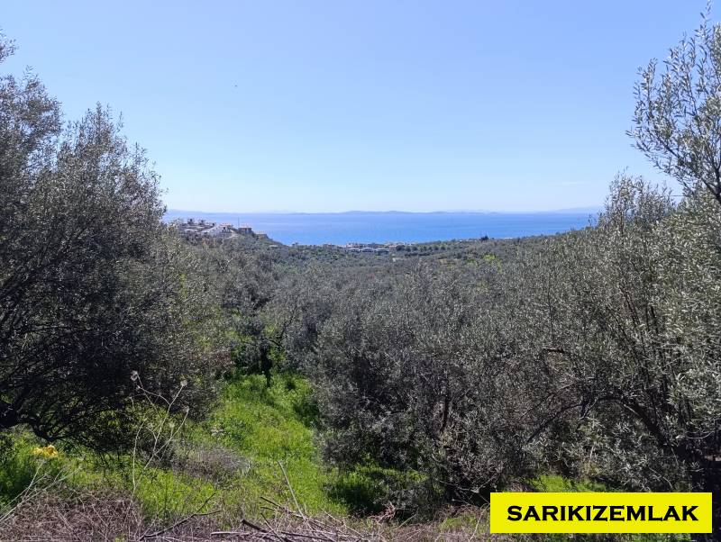 Ayvacık Çetmibaşı Mah (Küçükçetmi Köyü)`daZeytinlik.