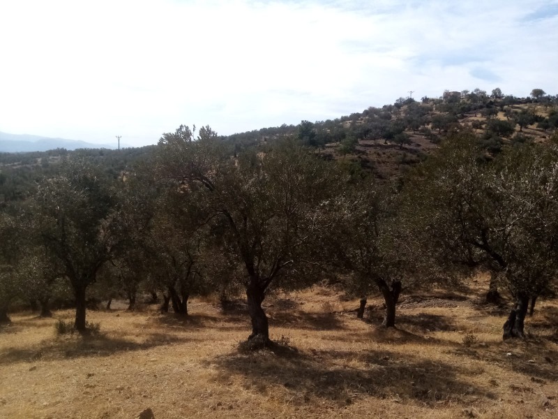 Havran Kalabak Mah`daZeytinlik.