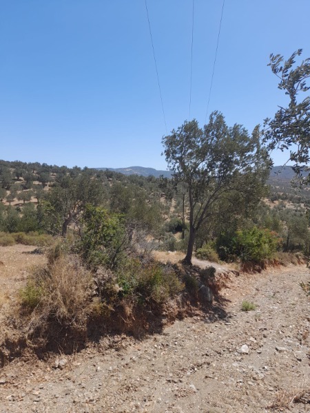 Havran Kalabak Mah`daZeytinlik. - 4