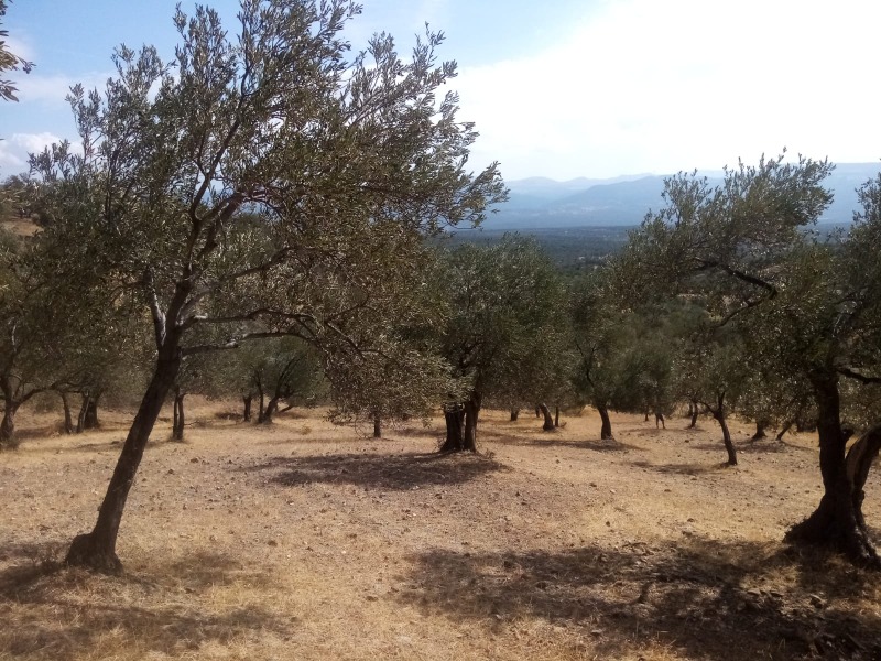 Havran Kalabak Mah`daZeytinlik. - 9