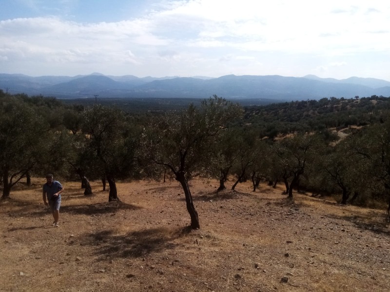 Havran Kalabak Mah`daZeytinlik. - 10