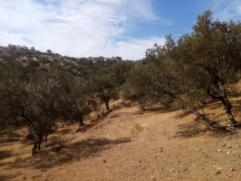 Havran Kalabak Mah`daZeytinlik. - 11