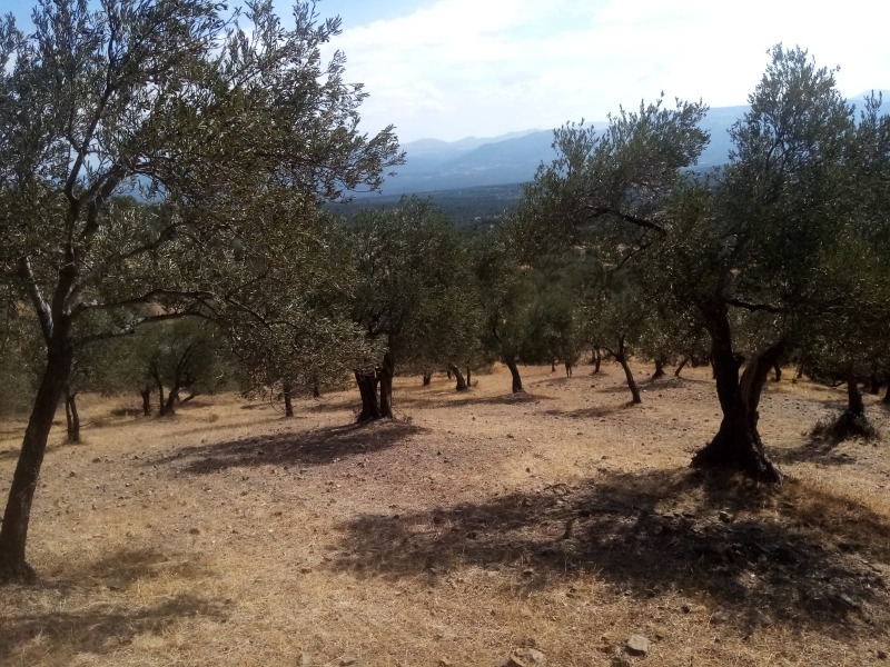 Havran Kalabak Mah`daZeytinlik. - 12