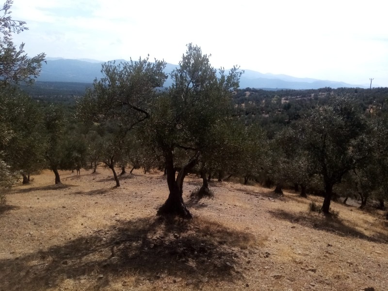 Havran Kalabak Mah`daZeytinlik. - 13