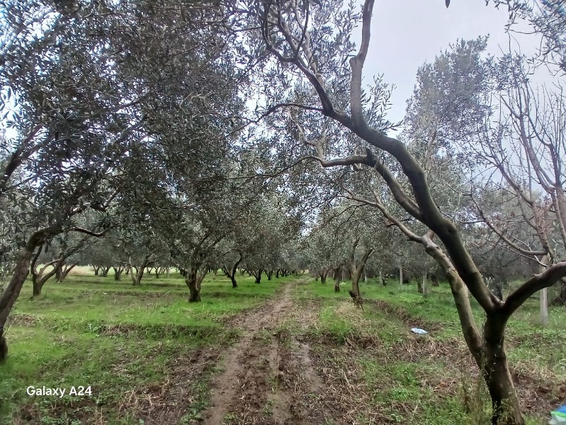 Havran Çamdibi Mah`daZeytinlik. - 2