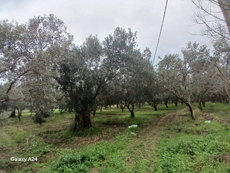 Havran Çamdibi Mah`daZeytinlik. - 5