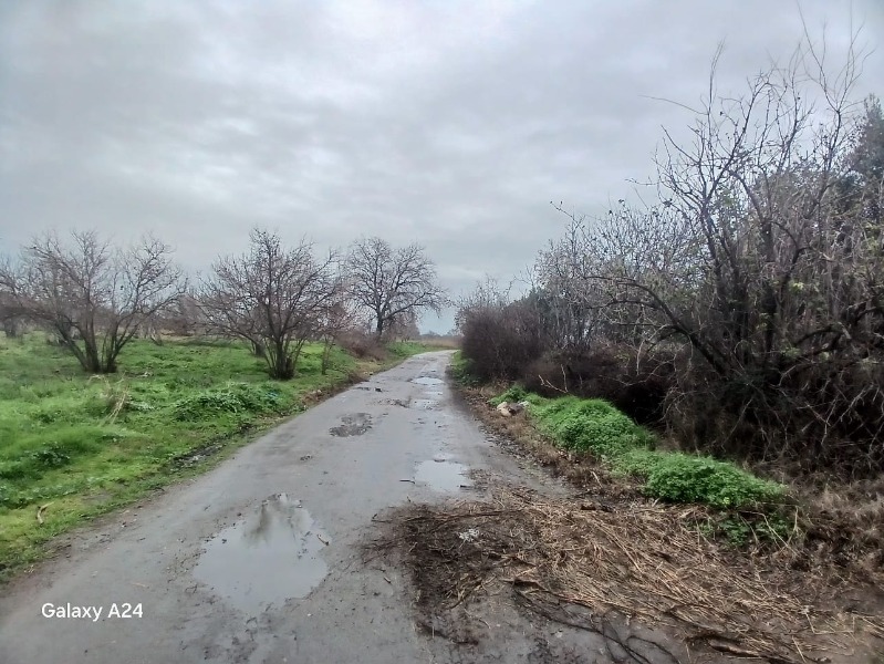 Havran Çamdibi Mah`daZeytinlik. - 7