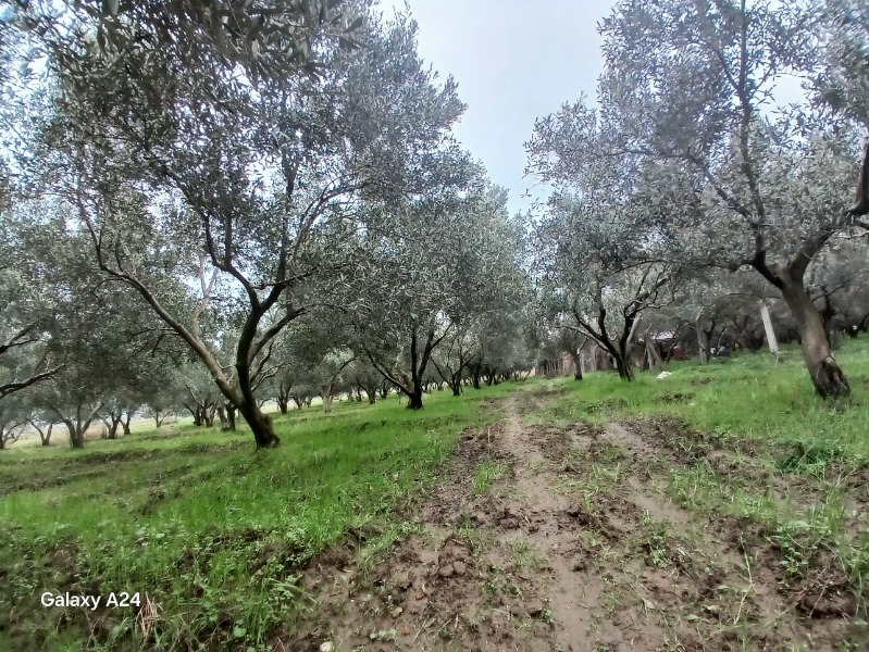 Havran Çamdibi Mah`daZeytinlik. - 8