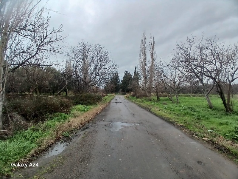 Havran Çamdibi Mah`daZeytinlik. - 9