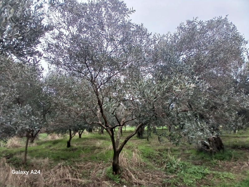 Havran Çamdibi Mah`daZeytinlik. - 11